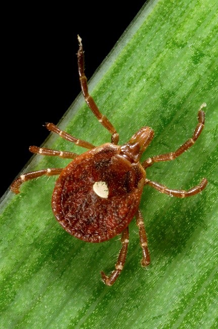 Southern Tick Associated Rash Illness Stari One Health Nevada