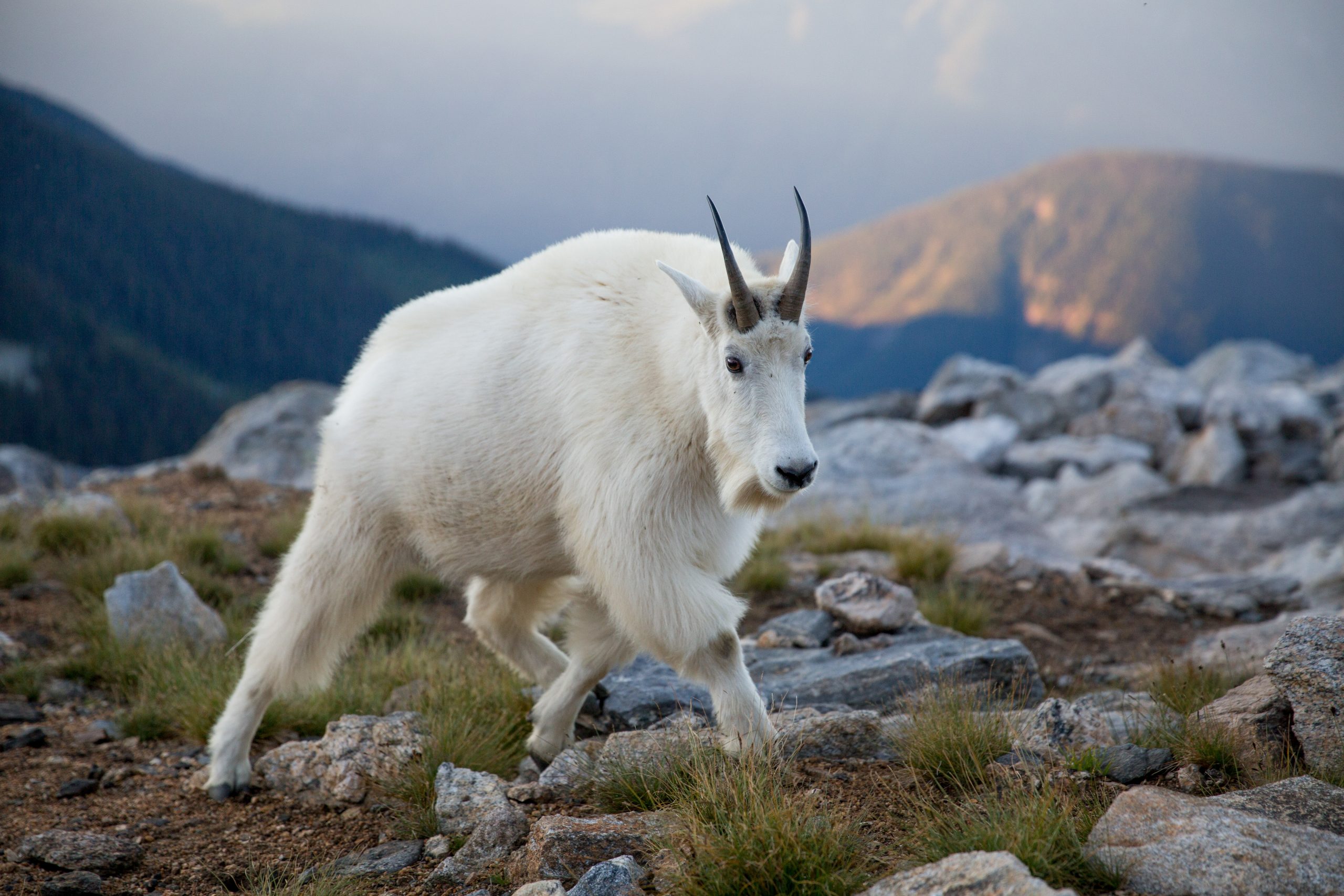 Mountain Goats | One Health Nevada