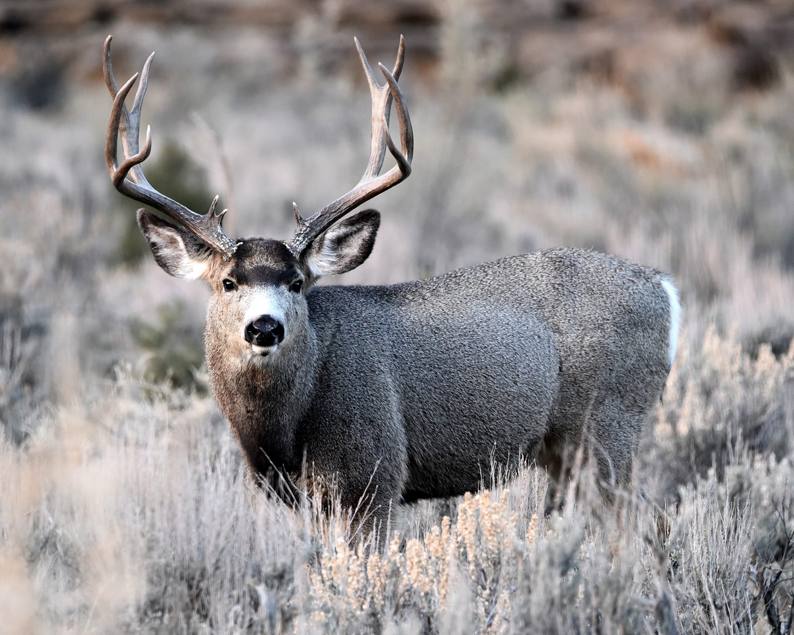 Deer | One Health Nevada